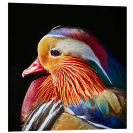 Foam board print Mandarin duck