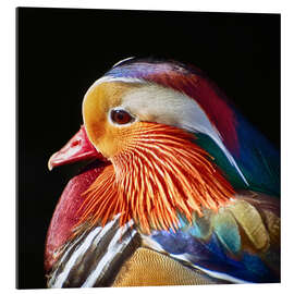 Gallery print Mandarin duck