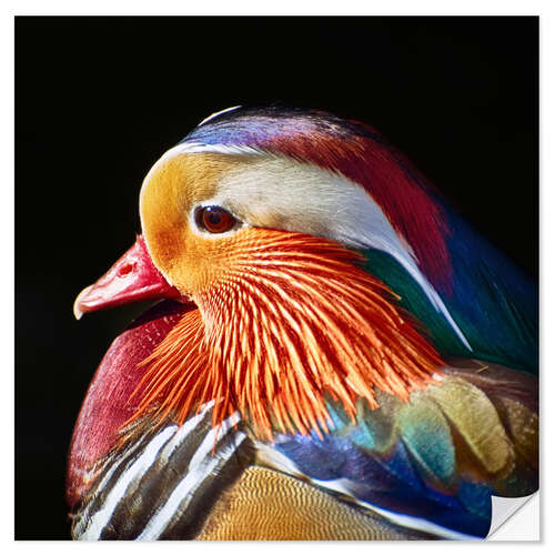 Sticker mural Mandarin duck