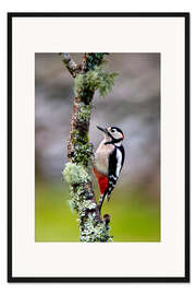 Gerahmter Kunstdruck Buntspecht