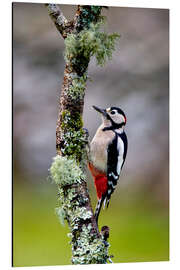 Magnettafel Buntspecht