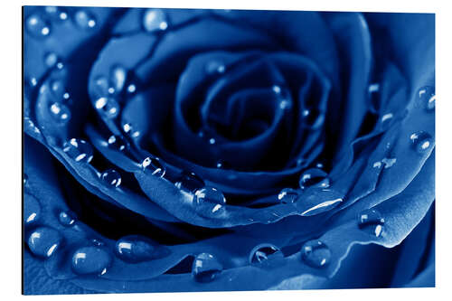 Aluminium print Blue Roses with Water Drops