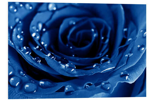 Foam board print Blue Roses with Water Drops