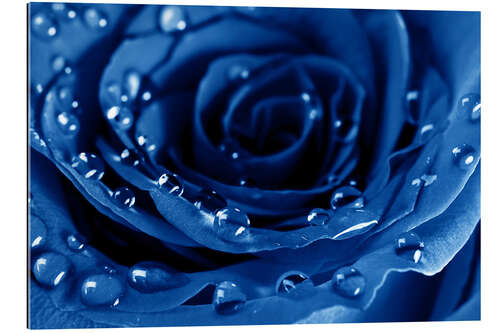 Quadro em plexi-alumínio Blue Roses with Water Drops