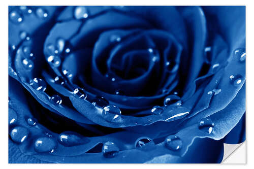 Selvklæbende plakat Blue Roses with Water Drops