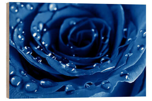 Print på træ Blue Roses with Water Drops