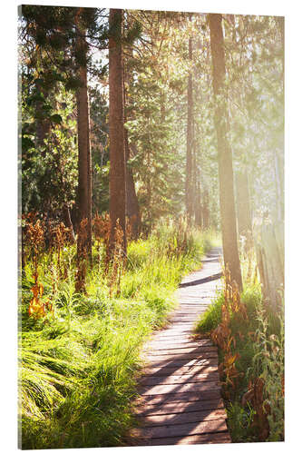 Obraz na szkle akrylowym Path through the forest