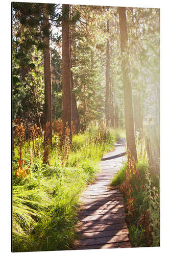 Tableau en aluminium Chemin à travers la forêt