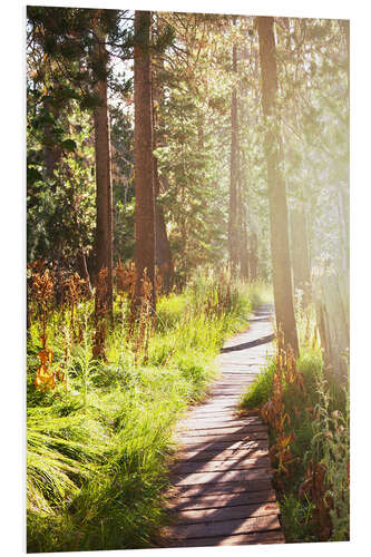 Obraz na PCV Path through the forest