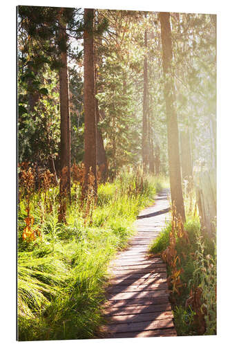 Galleriataulu Path through the forest