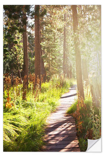 Selvklebende plakat Path through the forest