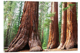 Acrylglasbild Sequoiawurzeln