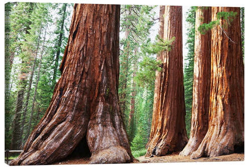 Canvas print Sequoia roots