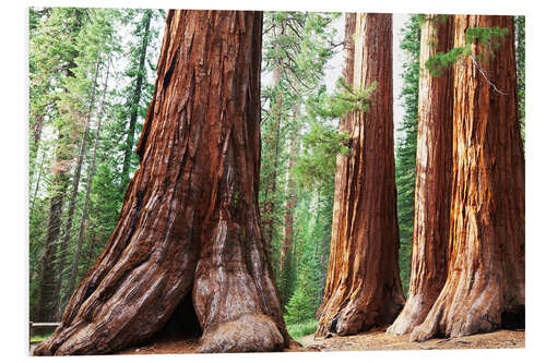 Foam board print Sequoia roots