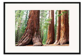 Gerahmter Kunstdruck Sequoiawurzeln