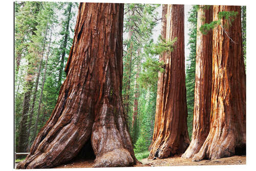 Gallery print Sequoia roots