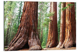 Magnettafel Sequoiawurzeln