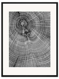 Gerahmter Kunstdruck Schau genau hin! Jahresringe im Baumstamm