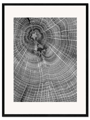 Framed art print Look closely! Annual rings in the tree trunk