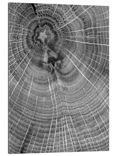 Gallery print Look closely! Annual rings in the tree trunk