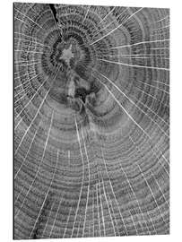 Magnettafel Schau genau hin! Jahresringe im Baumstamm