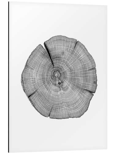 Aluminiumsbilde Count! Annual rings in the tree trunk