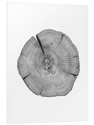 PVC-taulu Counted! Annual rings in the tree trunk