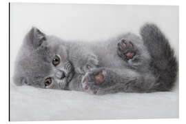 Aluminium print British shorthair kitten