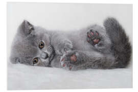 Foam board print British shorthair kitten