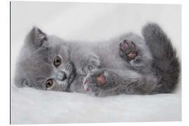 Gallery print British shorthair kitten