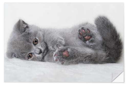 Wall sticker British shorthair kitten