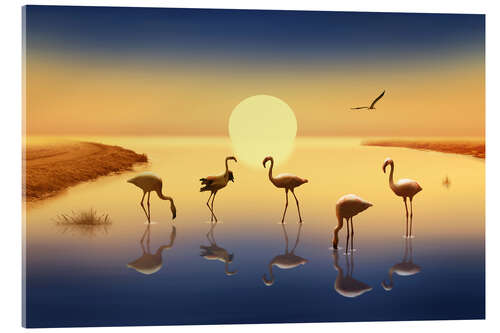 Cuadro de metacrilato Flamingos in the evening sun