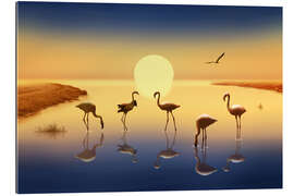 Gallery print Flamingos in the evening sun