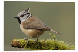 Tableau en aluminium Crested Tit in Moos