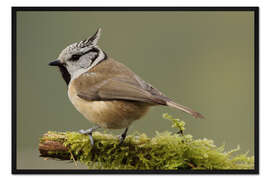 Gerahmter Kunstdruck Haubenmeise im Moos