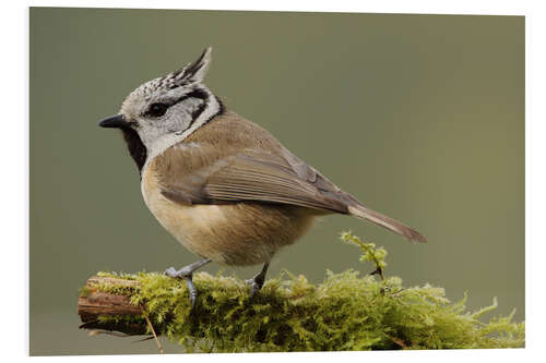 PVC-tavla Crested Tit in Moos