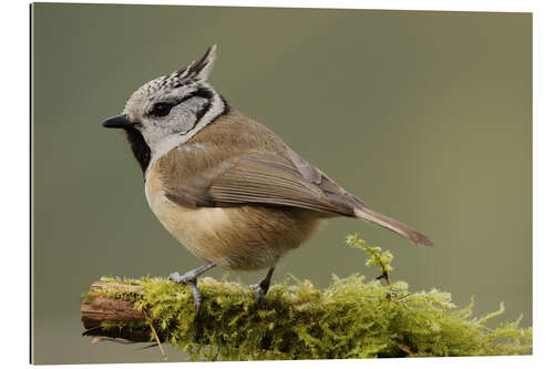 Gallery print Crested Tit in Moos