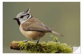 Selvklebende plakat Crested Tit in Moos