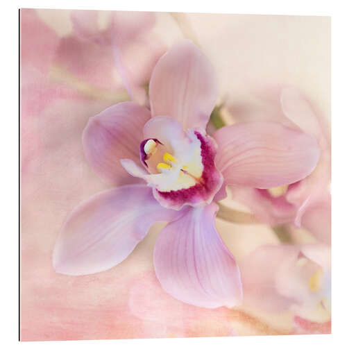 Gallery print orchids