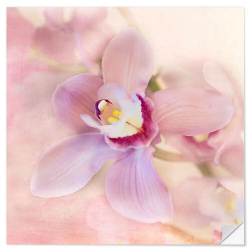 Wall sticker orchids