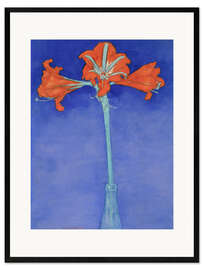 Kehystetty taidepainatus amaryllis