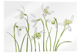 Cuadro de metacrilato Snowdrops flore pleno