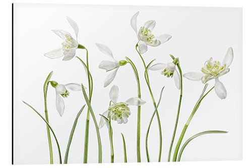 Print på aluminium Snowdrops flore pleno