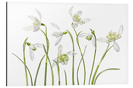 Aluminium print Snowdrops flore pleno