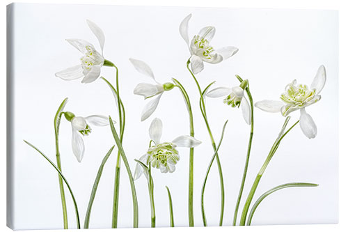 Canvas print Snowdrops flore pleno