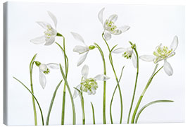 Canvas print Snowdrops flore pleno