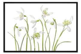 Gerahmter Kunstdruck Schneeglöckchen Flore Pleno