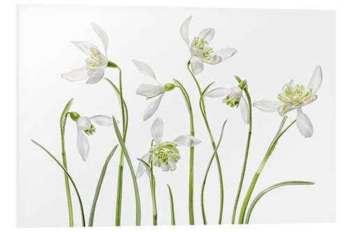 Foam board print Snowdrops flore pleno