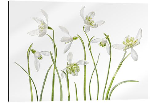 Tableau en plexi-alu Snowdrops flore pleno