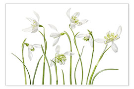 Wall print  Snowdrops flore pleno - Mandy Disher